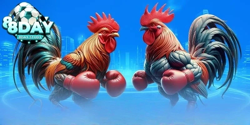 Kinh nghiệm đá gà cựa sắt trực tiếp tránh lừa đảo 4 Kinh nghiệm đá gà cựa sắt giúp nâng cao cơ hội chiến thắng