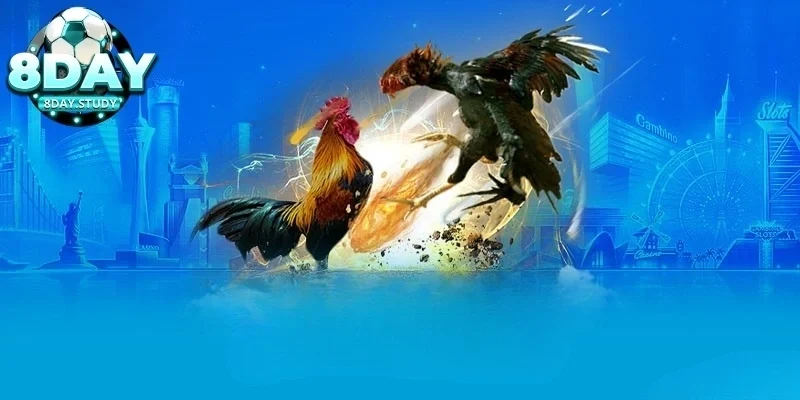 Luật đá gà cựa sắt áp dụng chung tại mọi trường gà 4 Những yếu tố cần chú ý khi tham gia cược đá gà cựa sắt